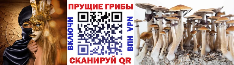 мега ссылка  Рославль  Псилоцибиновые грибы мицелий 